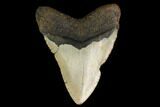 Fossil Megalodon Tooth - North Carolina #147009-1